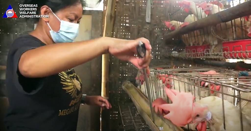 balik pinas poultry business owwa